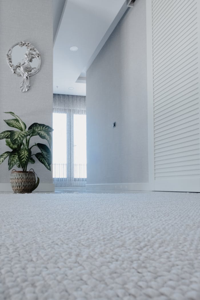Cozy minimalist hallway with a green houseplant and bright natural lighting.